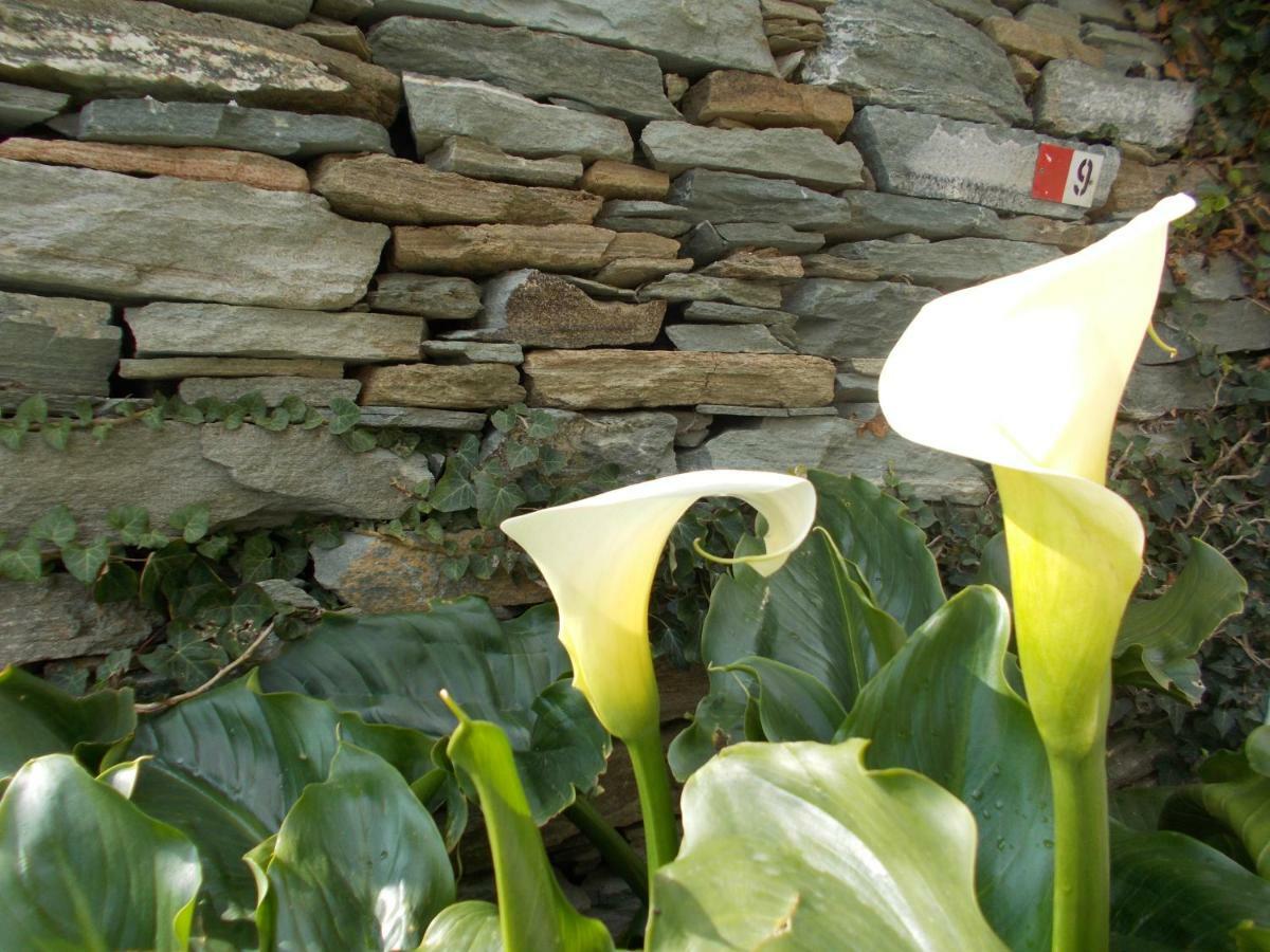 Cyclades Olive Museum'S Guest House Pitrofos Esterno foto